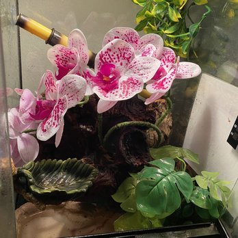 East Bay Vivarium - Large wood log. - Reptile Shops Near Me - Berkeley, California