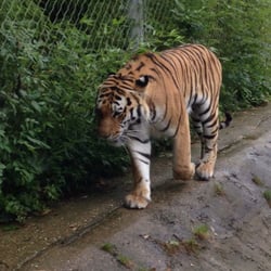 Marwell Zoo
