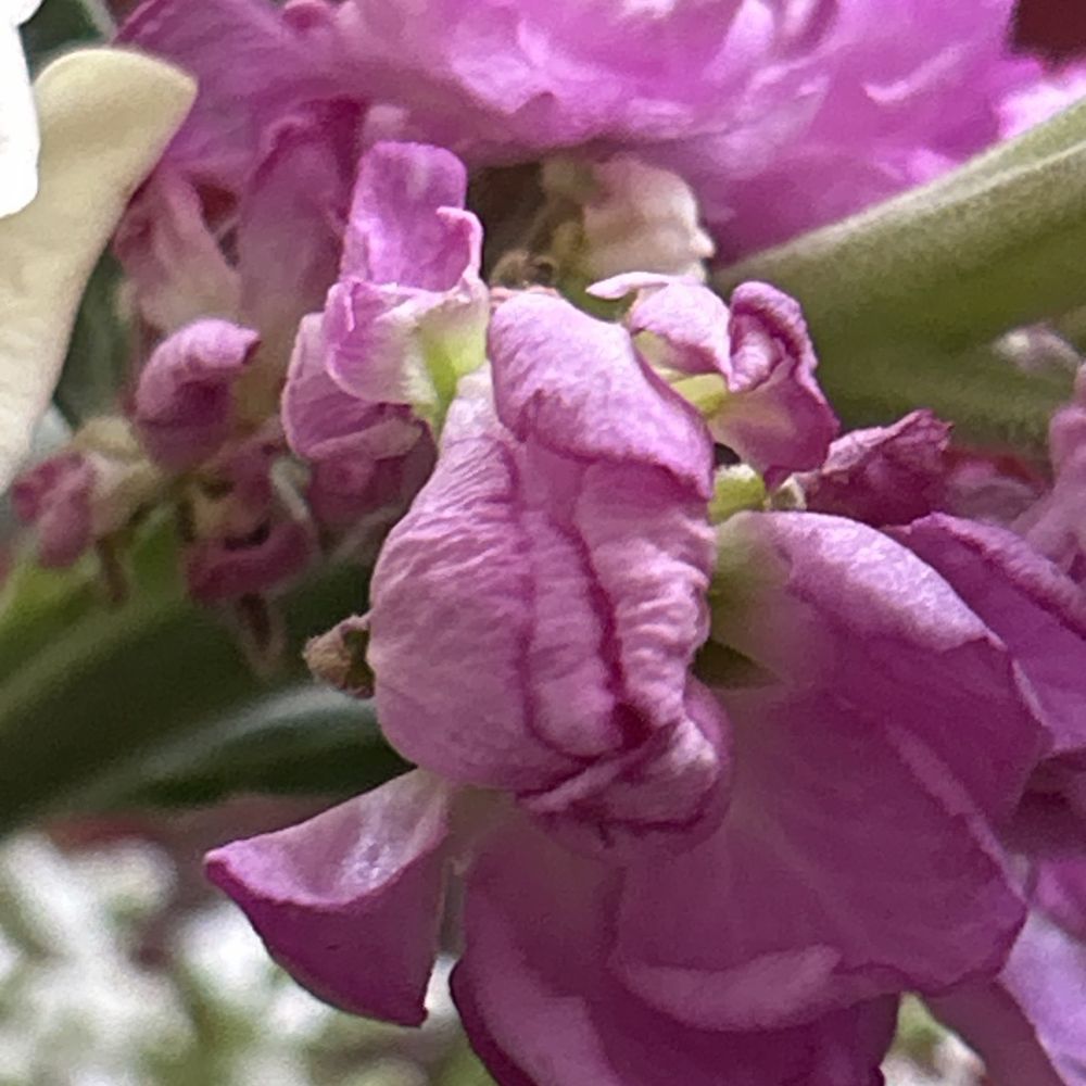 Central Florist - Wilted flowers - Florists Near Me - Alameda, California Central Florist - Wilted flowers - Florists Near Me - Alameda, California