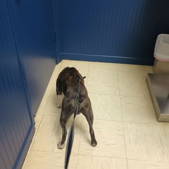 Neighborhood Veterinary Centers - Buster has to sniff every inch - Veterinarians Near Me - Waller, Texas Neighborhood Veterinary Centers - Buster has to sniff every inch - Veterinarians Near Me - Waller, Texas