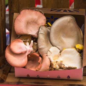 4 Wall Farm - surreal mushrooms - Farmers Market Near Me