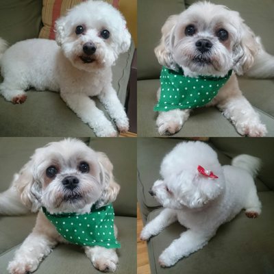 franko's dog & cat grooming