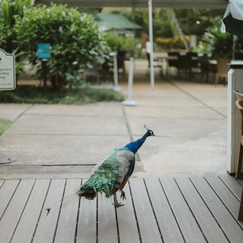 Waimea Valley - peacocks ! - Venues & Event Spaces Near Me - Haleiwa, Hawaii Waimea Valley - peacocks ! - Venues & Event Spaces Near Me - Haleiwa, Hawaii