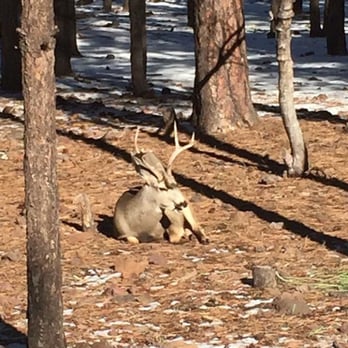 Bearizona - Zoos Near Me - Williams, Arizona
