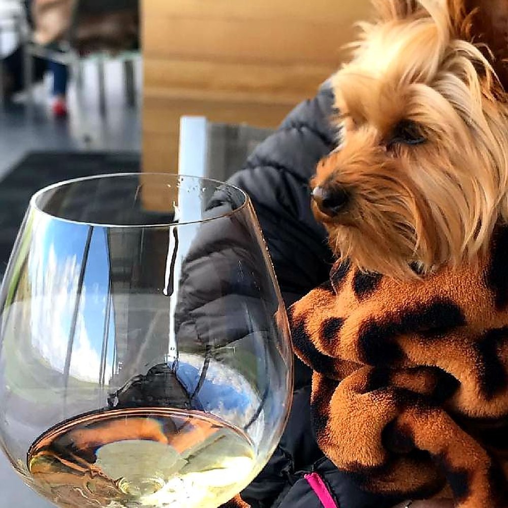 Cuvaison - Wineries Near Me - Napa, California