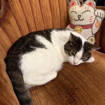 Cats at Play Cafe - Available for adoption on 12/21/25 - Themed Cafes Near Me - Asheville, North Carolina