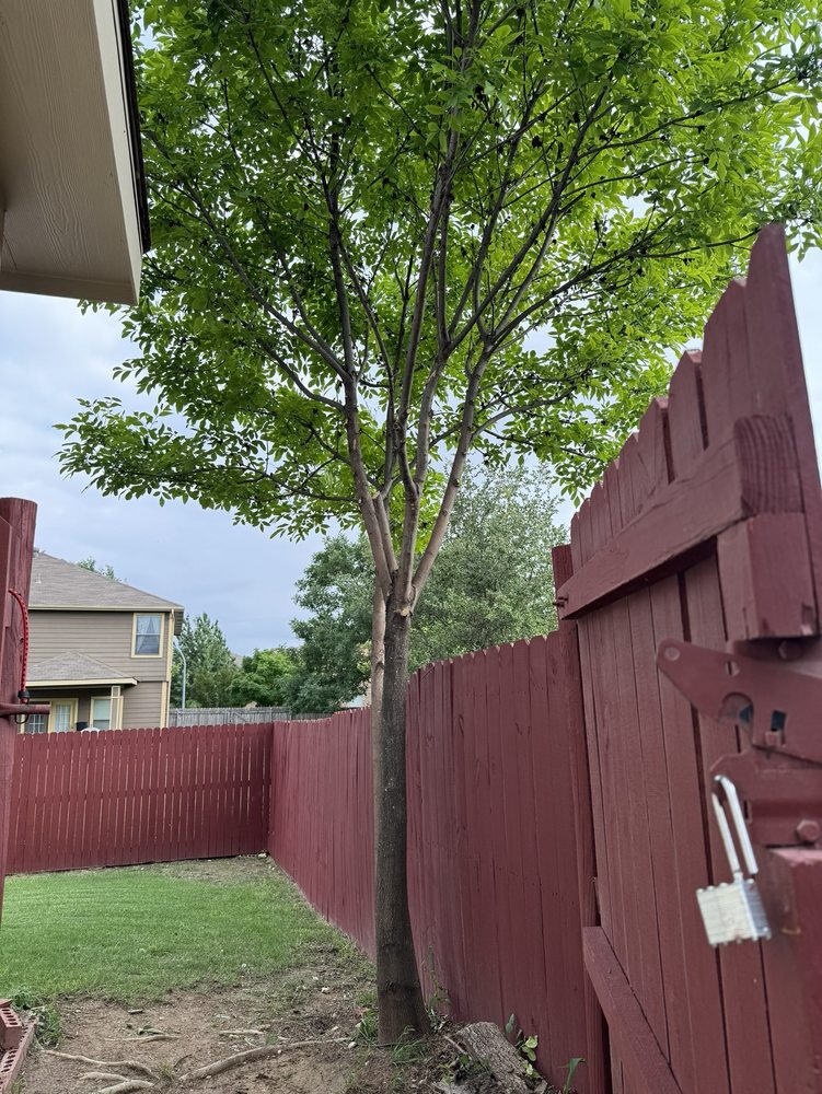 Valdez Tree Service - tree service in Fort Worth, TX