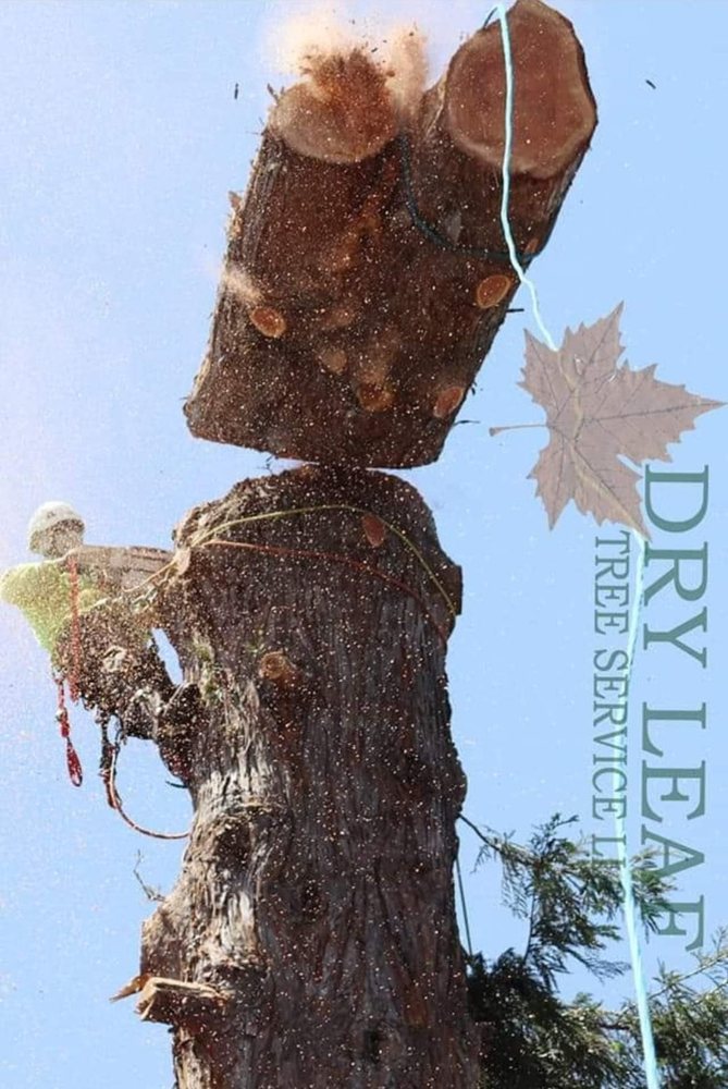 Dry Leaf Tree Service - tree service in Sacramento, CA