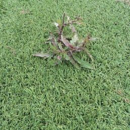 They don't use weed barrier under the tire. So be prepared for weeds popping up to your beautiful turf.