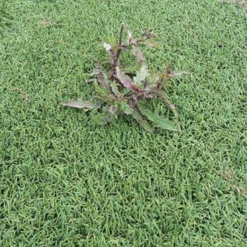 TexasTurf - They don't use weed barrier under the tire. So be prepared for weeds popping up to your beautiful turf. - Landscaping Near Me - Lakeway, Texas