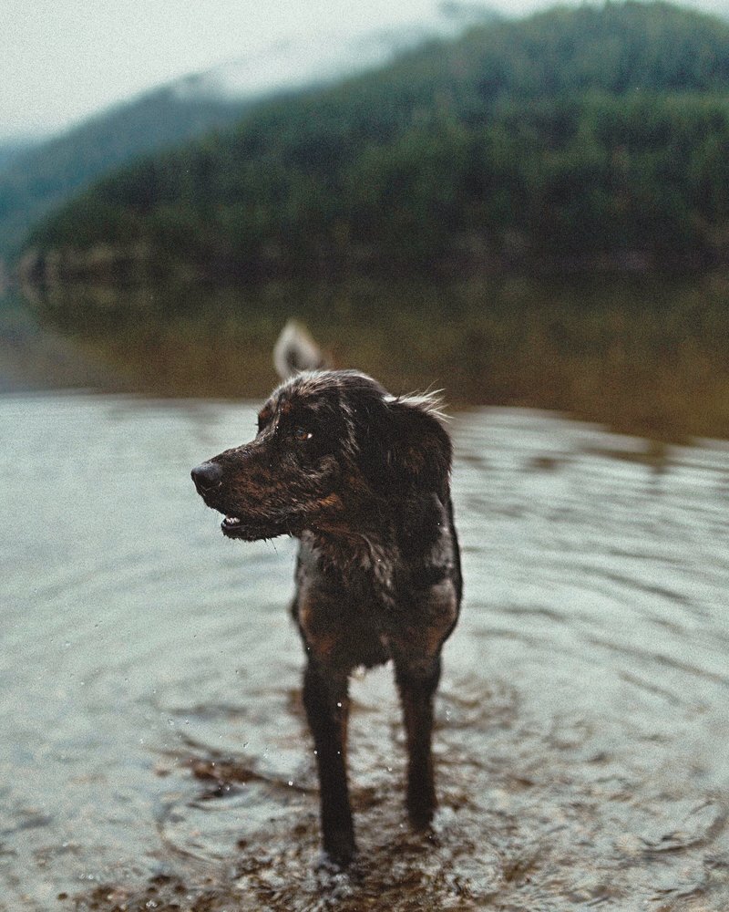 BENCH ANIMAL HOSPITAL Updated July 2024 26 Reviews 5402 W