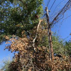 A+ Tree Service - Broken limb hanging on power lines