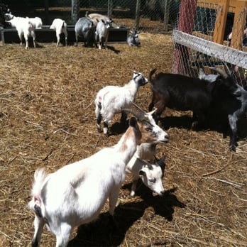 Parlee Farms - Goats - Farmers Market Near Me - Tyngsboro, Massachusetts