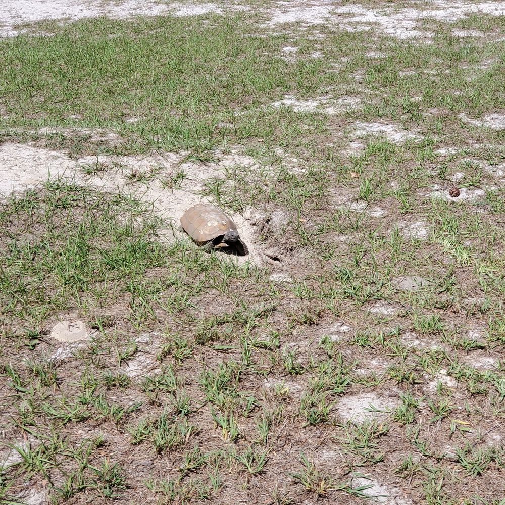 Amity Trails Park - May 2020: I saw a turtle!!!! Yes! - Parks Near Me - Spring Hill, Florida Amity Trails Park - May 2020: I saw a turtle!!!! Yes! - Parks Near Me - Spring Hill, Florida