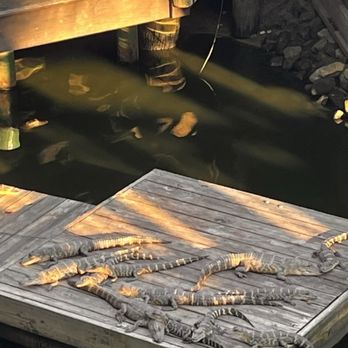 Fudpucker's - Gator show - Seafood Near Me - Destin, Florida