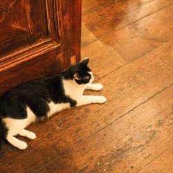Brooklyn Cat Cafe
