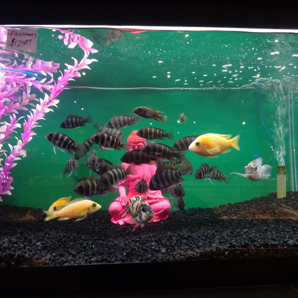 Aquatics Unlimited - Buddha statue in the tank - Aquarium Services Near Me - Milwaukee, Wisconsin