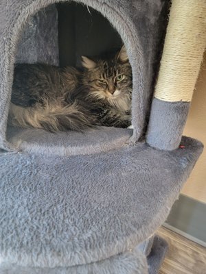 Rescued Treasures Cat Cafe by PALnv by null