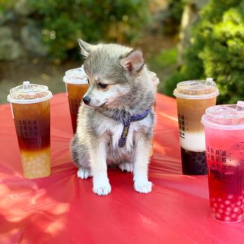 Dont Yell At Me - Shy Pup @koda.bear.pomsky with his favorite boba - Bubble Tea Near Me - Seattle, Washington