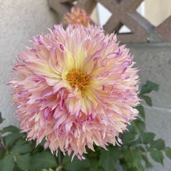 United Plant Growers