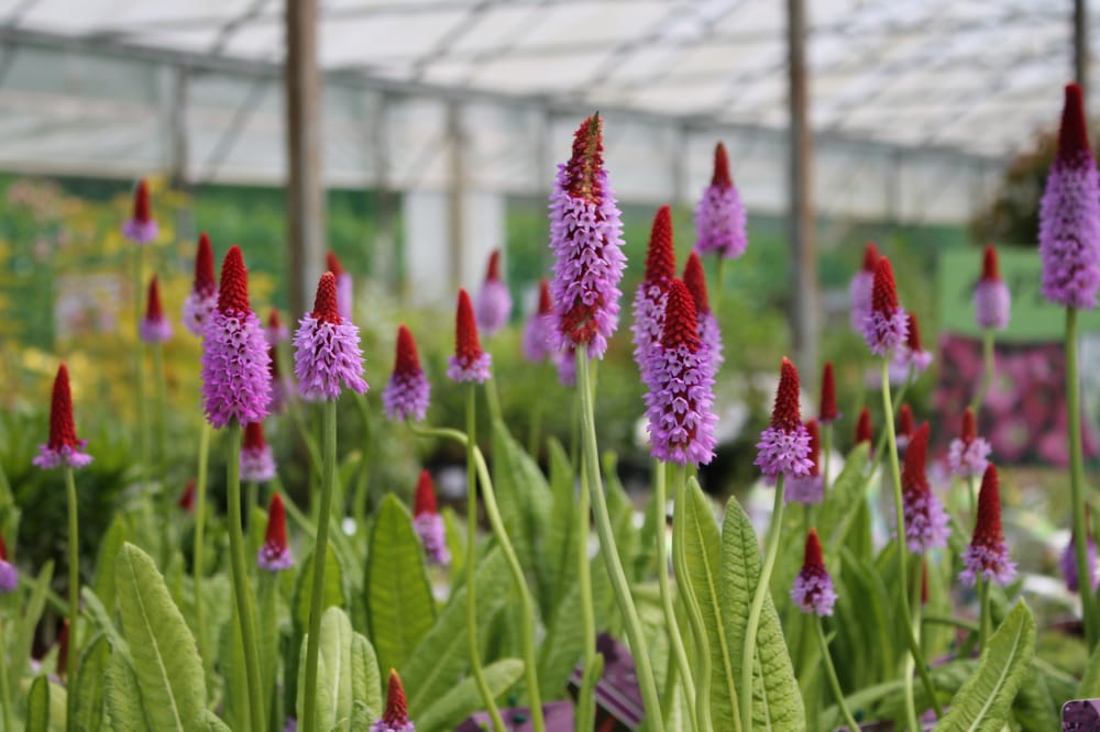 STAVERTON NURSERY Updated September 2024 Eastbourne Road, Lewes