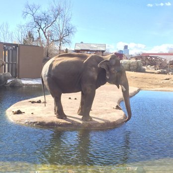 Denver Zoo - One of the elephants! - Zoos Near Me - Denver, Colorado