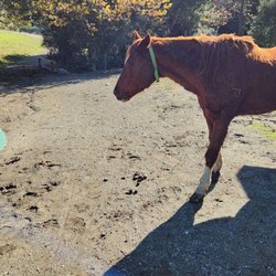 Horses on the trail