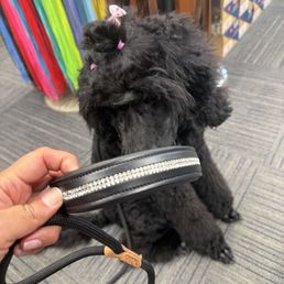 Thank you for fixing Mora's leather collar! Will be back for some shoes! Thank you for fixing Mora's leather collar! Will be back for some shoes!
