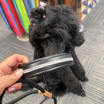 Model Shoe Renew - Thank you for fixing Mora's leather collar! Will be back for some shoes! - Shoe Repair Near Me - Berkeley, California Model Shoe Renew - Thank you for fixing Mora's leather collar! Will be back for some shoes! - Shoe Repair Near Me - Berkeley, California