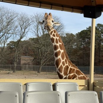 Great Adventure Safari - Zoos Near Me - Jackson, New Jersey Great Adventure Safari - Zoos Near Me - Jackson, New Jersey