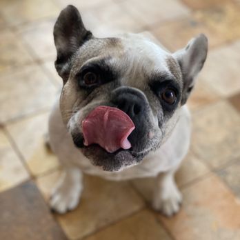 Point Loma Paws - Pet Sitting Near Me Point Loma Paws - Pet Sitting Near Me
