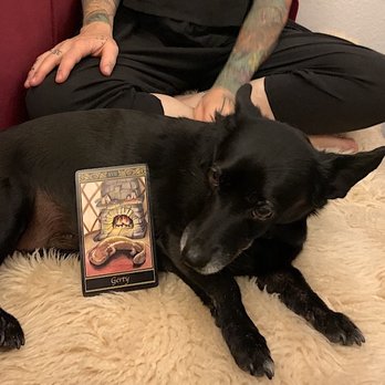 Izzy Nance, MFT - Therapy dog Pirate Jenny - Counseling & Mental Health Near Me Izzy Nance, MFT - Therapy dog Pirate Jenny - Counseling & Mental Health Near Me
