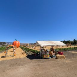 Pumpkin Patch