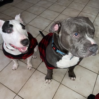 Four Paws Inn - Pet Sitting Near Me - Banning, California