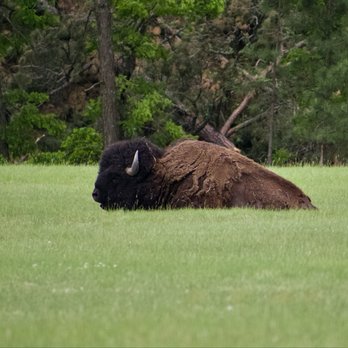 Custer State Park - Parks Near Me - Custer, South Dakota