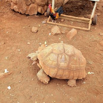 Maui Animal Farm - Petting Zoos Near Me - Lahaina, Hawaii