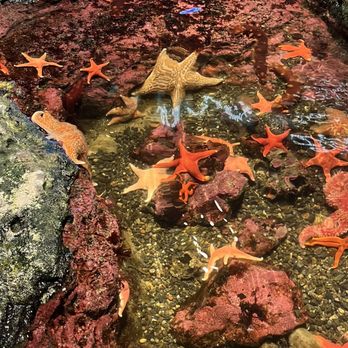 Seattle Aquarium - Starfish friends - Aquariums Near Me - Seattle, Washington