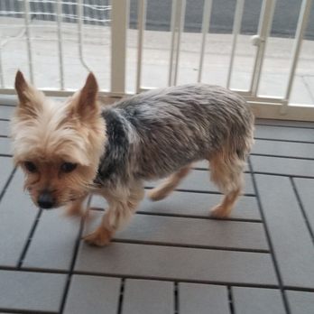 Las Vegas Spaw - I'm to busy to hold still! - Pet Groomers Near Me - Las Vegas, Nevada