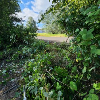 Speedy Trail Services - a view of a road through a thicket of leaves - Lawn Services Near Me Speedy Trail Services - a view of a road through a thicket of leaves - Lawn Services Near Me