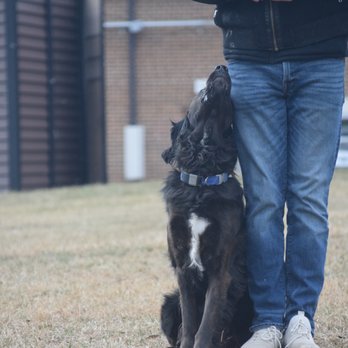 Controlled K9 - Pet Training Near Me