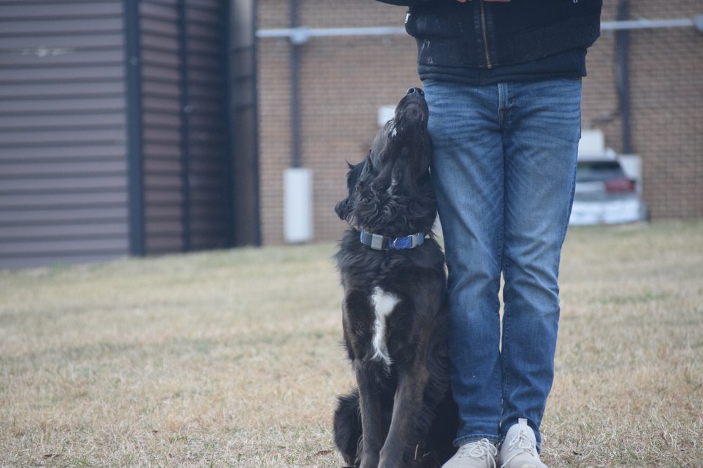 CONTROLLED K9 Broad Run, Virginia Pet Training Phone Number Yelp