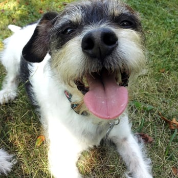 Karuna Pet Care - Dog Walkers Near Me Karuna Pet Care - Dog Walkers Near Me