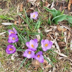 Stein's Garden & Home - Beautiful flowers!