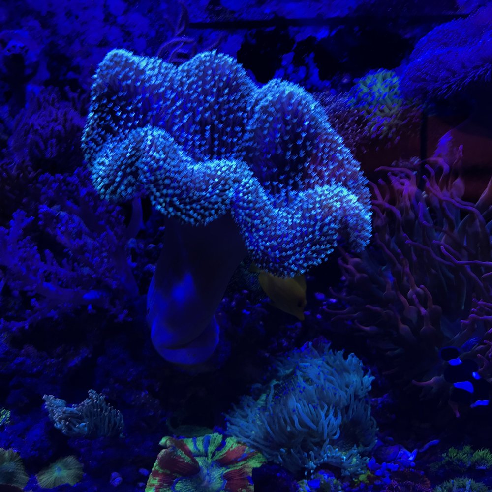 Neptune Aquatics - Aquarium Services Near Me - San Jose, California