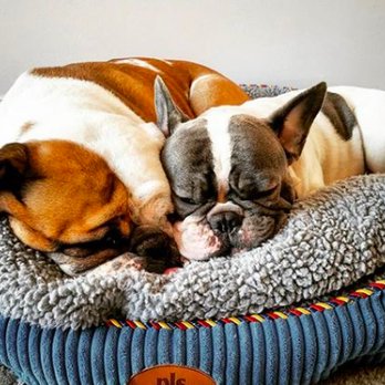 NYC BULLY SITTER - Billy & Sally - Pet Sitting Near Me - New York, New York NYC BULLY SITTER - Billy & Sally - Pet Sitting Near Me - New York, New York