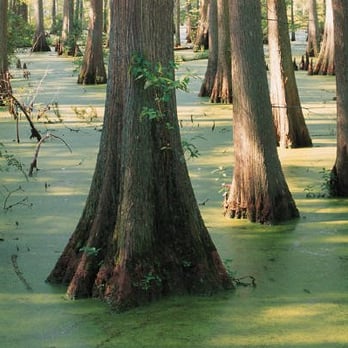 ArborCare and Consulting - Bald Cypress - our logo image "THE Heritage tree of the Guadalupe River Valley) - Landscaping Near Me - Boerne, Texas ArborCare and Consulting - Bald Cypress - our logo image "THE Heritage tree of the Guadalupe River Valley) - Landscaping Near Me - Boerne, Texas