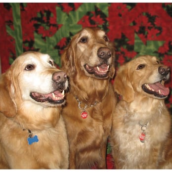 All-Star Grooming - Pet Groomers Near Me - Scottsdale, Arizona All-Star Grooming - Pet Groomers Near Me - Scottsdale, Arizona