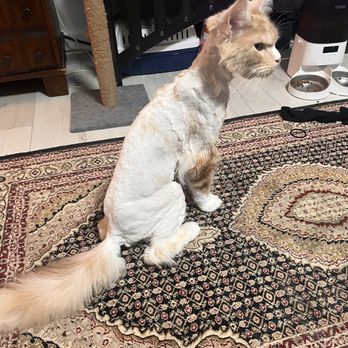 Grooming By Dawn Cheri - Pet Groomers Near Me - Hendersonville, Tennessee Grooming By Dawn Cheri - Pet Groomers Near Me - Hendersonville, Tennessee