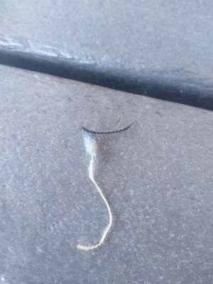 Seabright Social by null