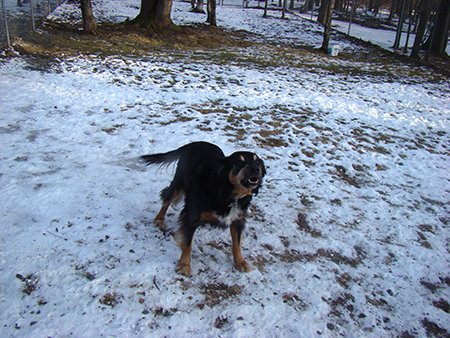 ROCK RIDGE KENNELS - Updated June 2026 - 13 Photos - 89 Rock Ridge Dr ...